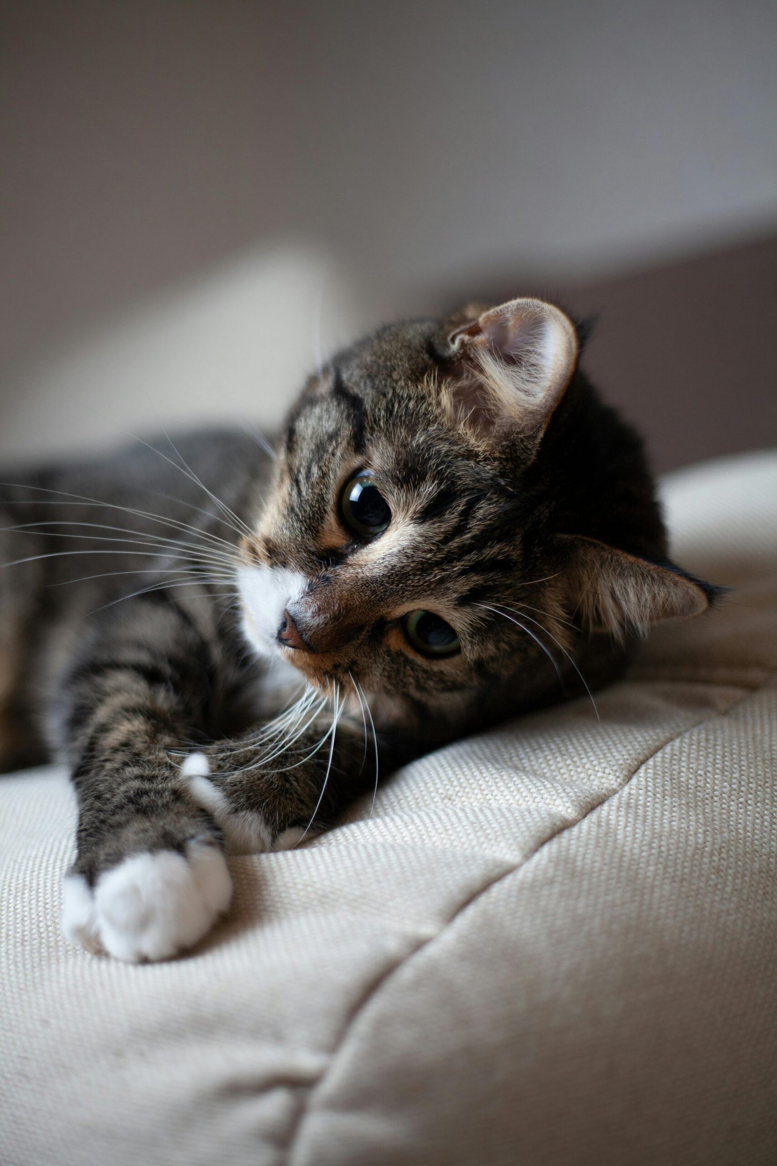 Adorable tabby cat lounging comfortably on a sofa in a cozy indoor setting.