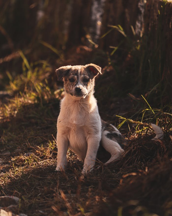 Cute puppy sitting in a sunlit forest clearing, surrounded by tall trees and soft foliage.