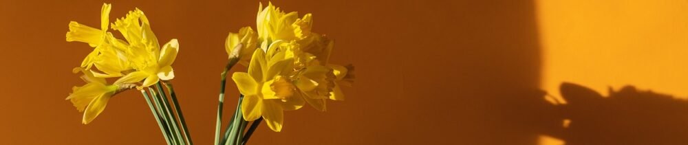 Header Image